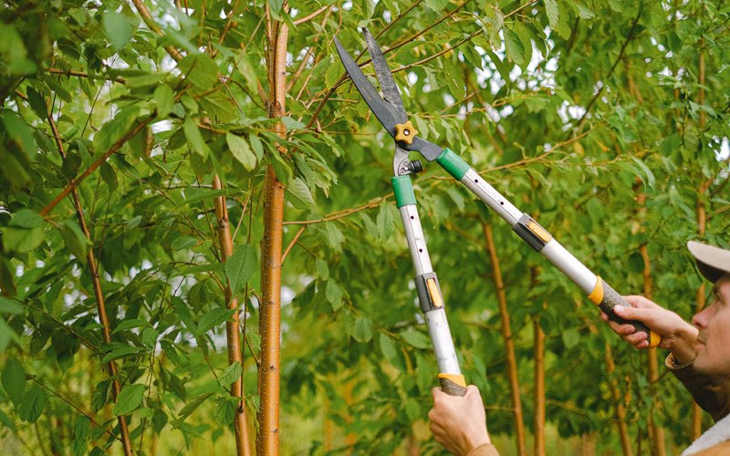 Tree trimming in Coaldale, CO